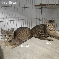 Hiro & Teo (9 Monate) - Dreamteam