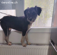 Hitchcock möchte gefallen, dazugehören sucht DICH