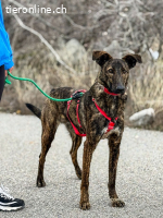 Hoku (1 Jahr) möchte dein Herz erobern