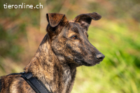 Hoku (ca. 1 Jahr) möchte dein Herz erobern