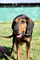 Holly - und irgendwann war er einfach nicht mehr gebraucht..