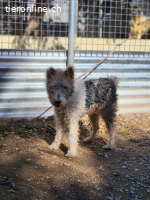 Honey wartet. Und versteht nicht, warum niemand kommt