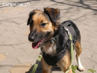 HOPE, ängstlicher Mischlingsrüde, ca. 3 Jahre, 11kg