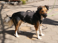 HOPE, ängstlicher Mischlingsrüde, ca. 3 Jahre, 11kg