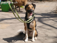 HOPE, ängstlicher Mischlingsrüde, ca. 3 Jahre, 11kg