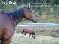 Horsesitting im Wallis