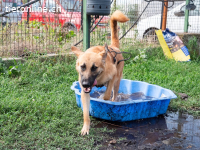 Huckelberry hat ein sonniges Gemüt