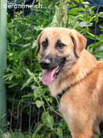 Huckelberry hat ein sonniges Gemüt