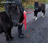 Hübsche, sehr liebe American-Miniature-Horse Pony-Stute (6J)
