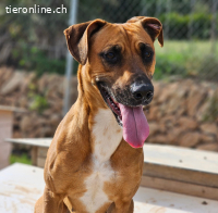 Hübsche Hündin Seiya