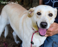 Hughie - macht ein Freundschaftsangebot