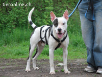 HUGO, schlauer Mischlingsrüde, ca. 1,5 Jahre, 53cm, 25kg