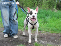HUGO, schlauer Mischlingsrüde, ca. 1,5 Jahre, 53cm, 25kg
