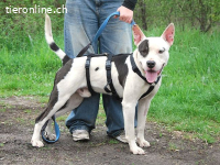 HUGO, schlauer Mischlingsrüde, ca. 1,5 Jahre, 53cm, 25kg