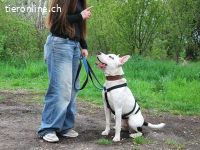 HUGO, schlauer Mischlingsrüde, ca. 1,5 Jahre, 53cm, 25kg