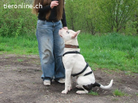 HUGO, schlauer Mischlingsrüde, ca. 1,5 Jahre, 53cm, 25kg