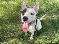 HUGO, schlauer Mischlingsrüde, ca. 1,5 Jahre, 53cm, 25kg