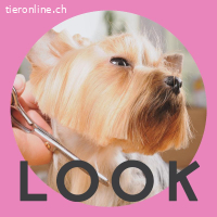 Hundecoiffeur / Groomer (ab 01.07.2026)