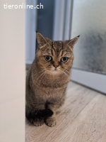 Ibrique - eine zarte Katzenseele benötigt dringend Zuhause