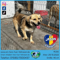 Ich bin ein menschenbezogener und verschmuster Hund