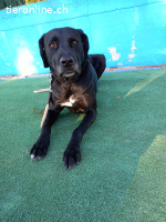 ICH WERDE DIR EIN TREUER BEGLEITER SEIN