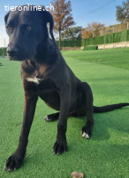 ICH WERDE DIR EIN TREUER BEGLEITER SEIN