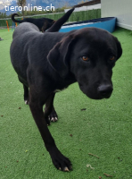 ICH WERDE DIR EIN TREUER BEGLEITER SEIN