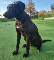 ICH WERDE DIR EIN TREUER BEGLEITER SEIN