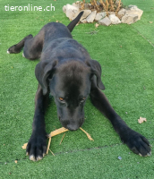 ICH WERDE DIR EIN TREUER BEGLEITER SEIN