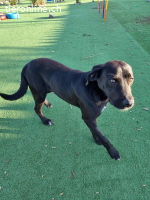 ICH WERDE DIR EIN TREUER BEGLEITER SEIN