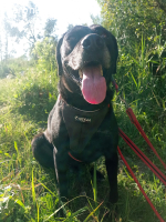 ICH WERDE DIR EIN TREUER BEGLEITER SEIN