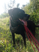 ICH WERDE DIR EIN TREUER BEGLEITER SEIN