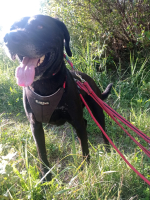 ICH WERDE DIR EIN TREUER BEGLEITER SEIN