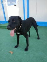 ICH WERDE DIR EIN TREUER BEGLEITER SEIN