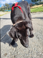 ICH WERDE DIR EIN TREUER BEGLEITER SEIN