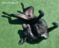 ICH WERDE DIR EIN TREUER BEGLEITER SEIN