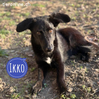 Ikko ein unglücklicher Engel