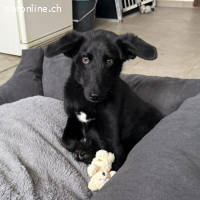 Ikko ein unglücklicher Engel