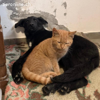 Ikko ein unglücklicher Engel