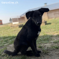 Ikko ein unglücklicher Engel