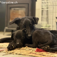 Ikko ein unglücklicher Engel