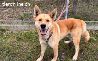 Imposanter Foxy mit sanftem Charakter