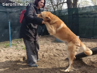 Imposanter Foxy mit sanftem Charakter