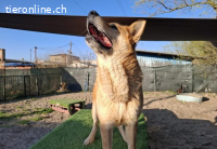 Imposanter Foxy mit sanftem Charakter