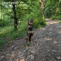 India - sportliche, intelligente und sehr besondere Hündin