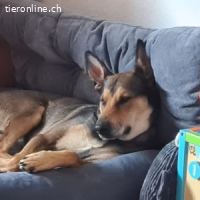 India - sportliche, intelligente und sehr besondere Hündin