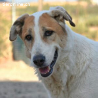 Indila - fast zu schön um wahr zu sein...