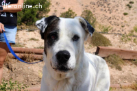 Ink – freundliches, sanftes Wesen