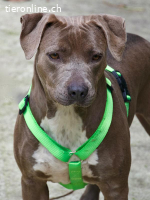 Iris, ein Traumhund sucht ein Zuhause
