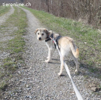 Iris sucht ein erfahrenes Zuhause als Zweithund